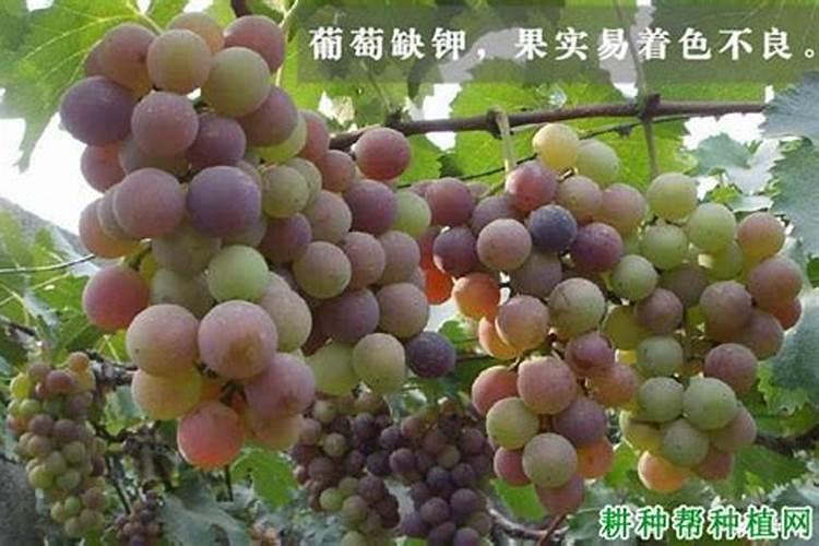 大蒜必须追施生根肥吗？用什么肥根系粗壮