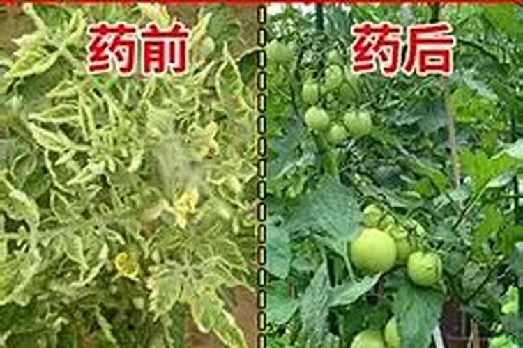 辣椒怎么打叉是合理的,打叉有什么好处