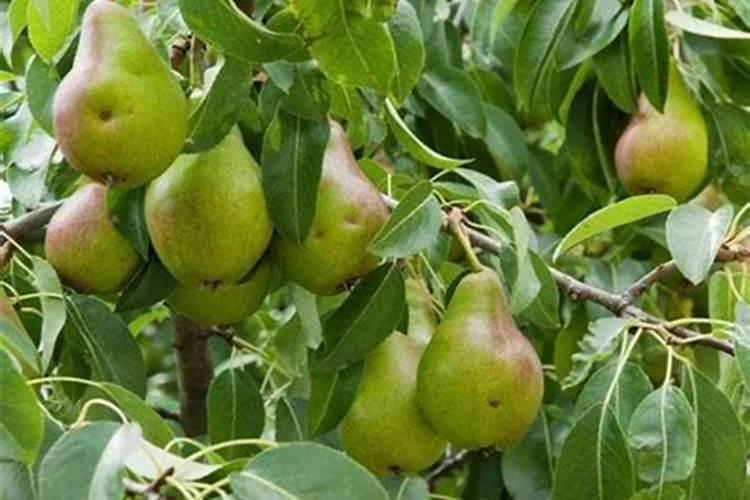 中国最好的叶面肥