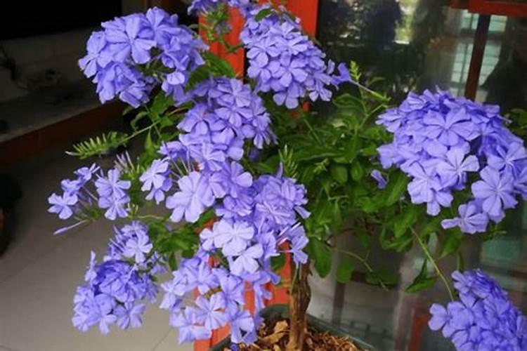 康朴高钾复合肥15一5一20含缩二脲和氯吗？