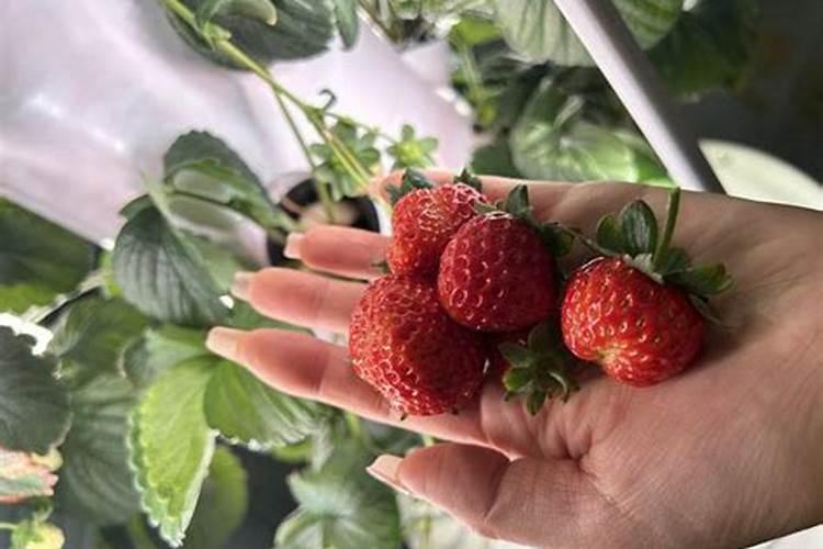 PVC管立体栽培草莓 营养液、施肥怎么弄？