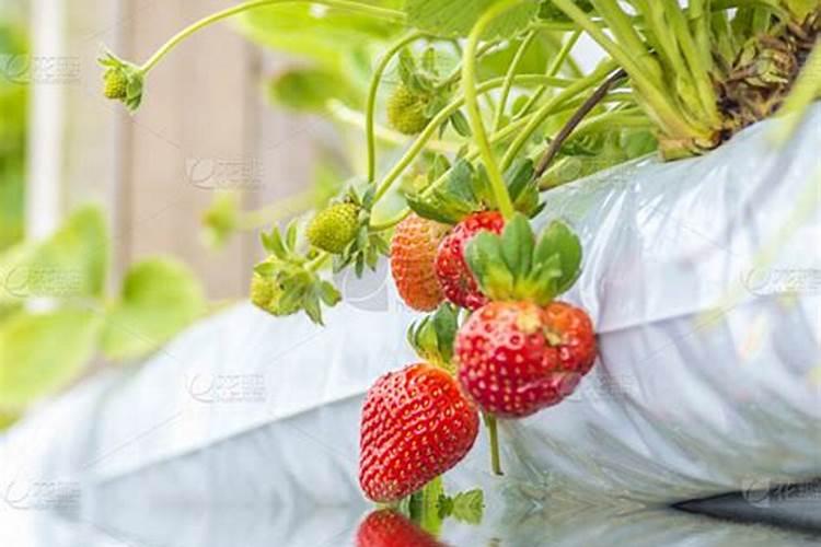 草莓可以水培吗