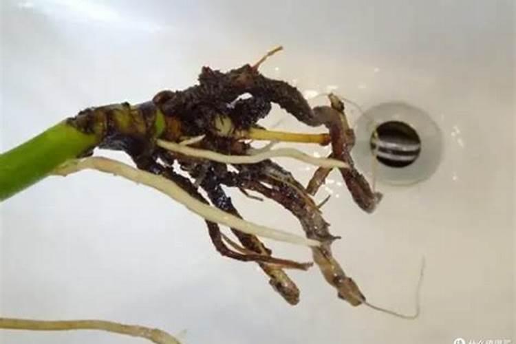 草莓子的种植方法