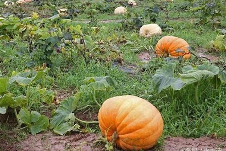 种南瓜用什么肥料最好 种南瓜用的肥料