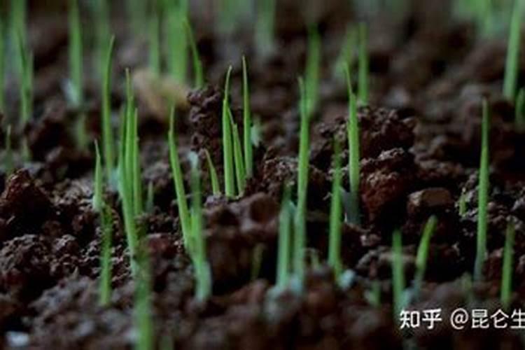 浓缩营养液花肥的使用方法