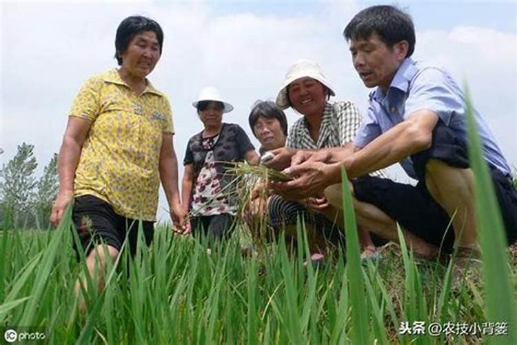 什么是硝态氮肥