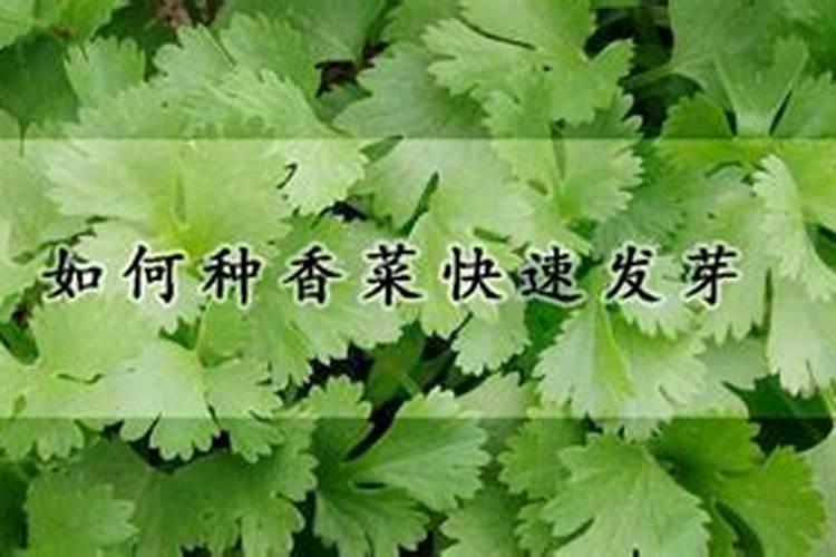 柿子树怎么施肥