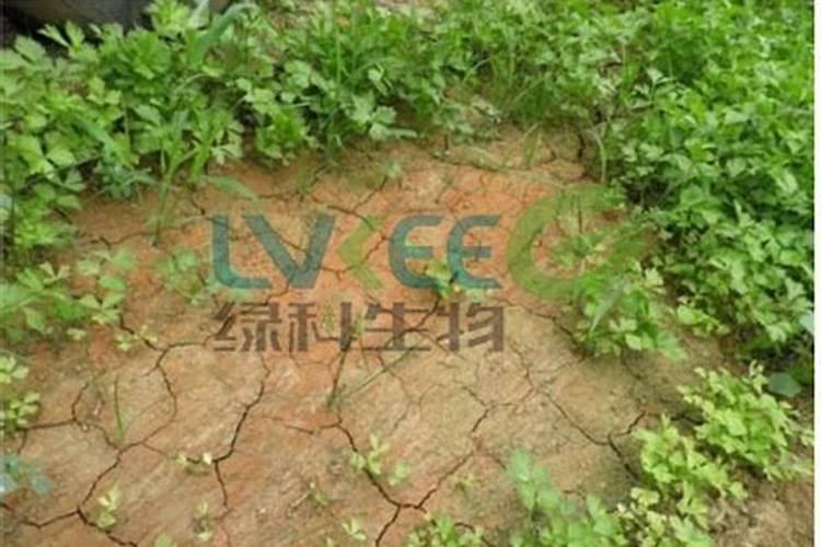 冬季大棚蔬菜浇水施肥要注意什么