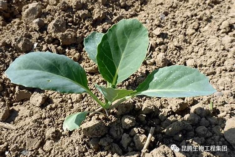 大白菜怎么追肥