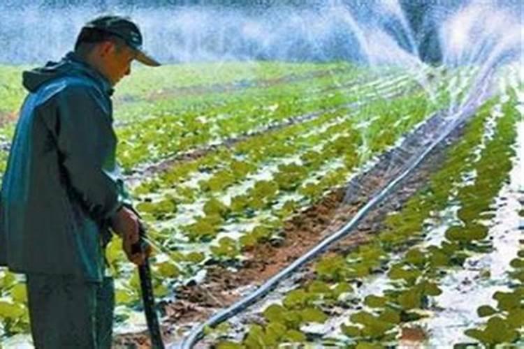 白菜追肥用什么肥好