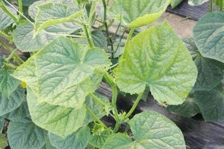 五彩椒怎么播种繁殖