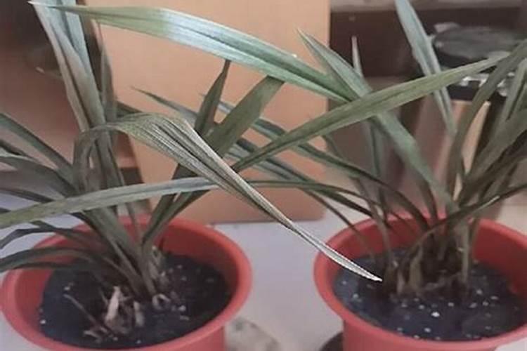 芒果冬季如何种植管理 安全过冬方法是什么