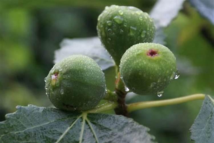 刚移栽的无花果什么时候好施肥