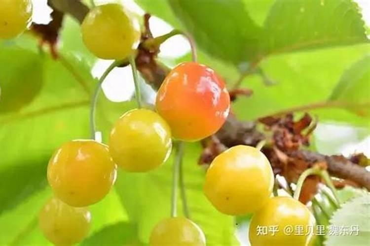 养文竹需要注意什么