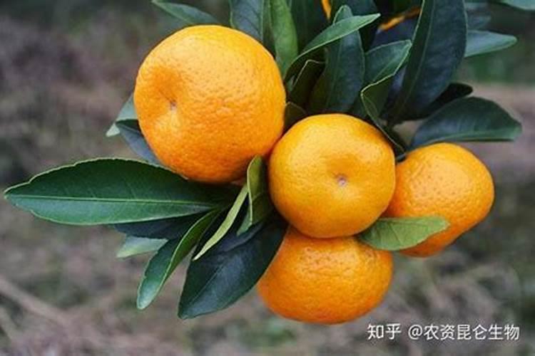 速效氮肥有哪些