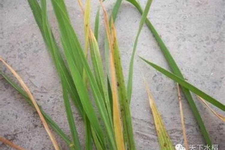 碳酸钙水产养殖的作用