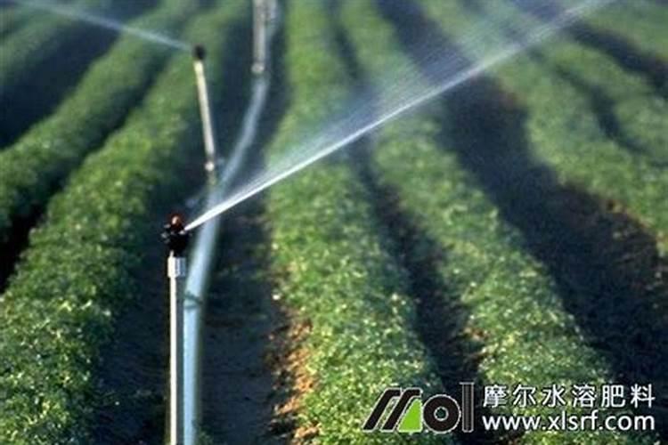 玉米地里上化肥多高的时候可以上好肥料