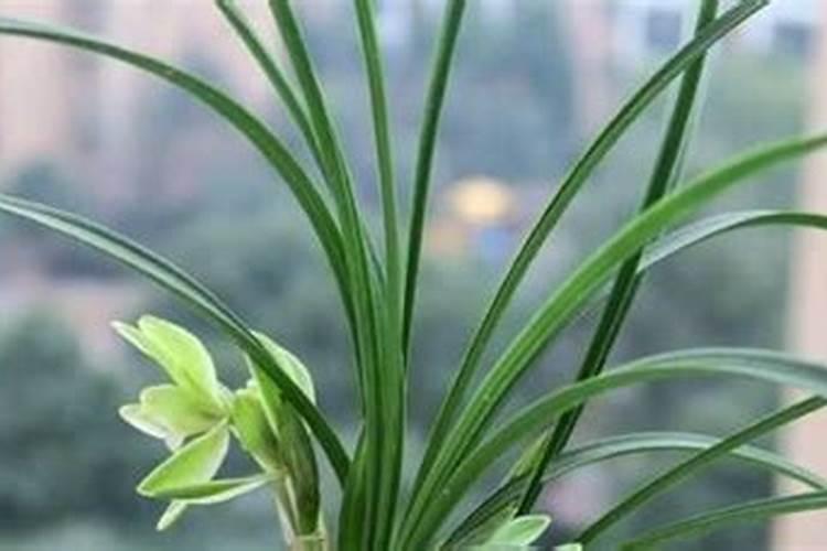 红糖做叶面肥的配方