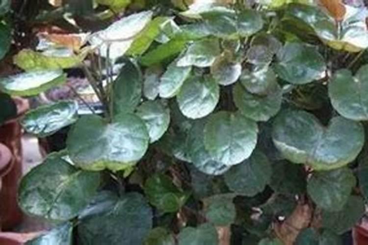 金钱兜施什么肥最好