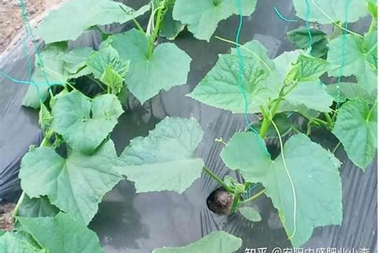黄瓜如何科学施肥