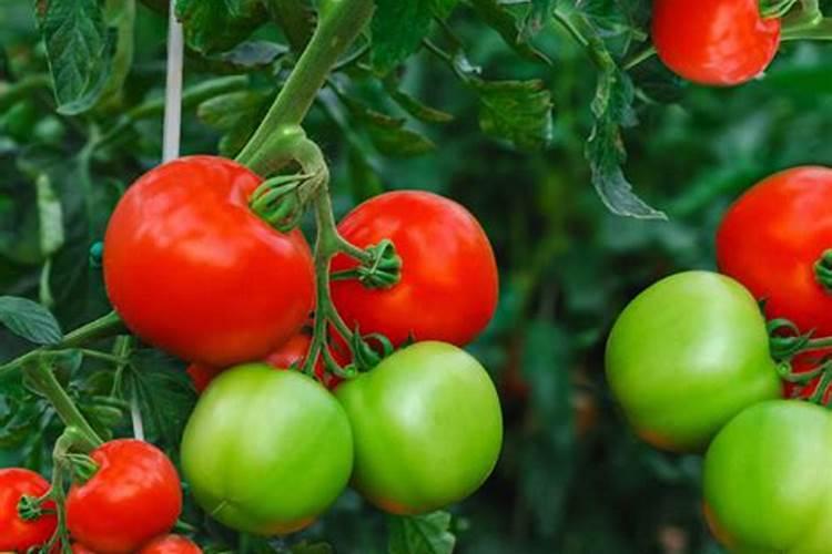 干旱导致玉米头往下倒了怎么办？