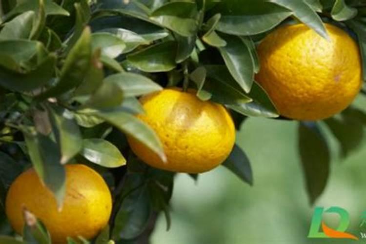 钾元素在苹果转色增甜阶段的关键作用是什么？罗布泊钾肥如何强化这一作...