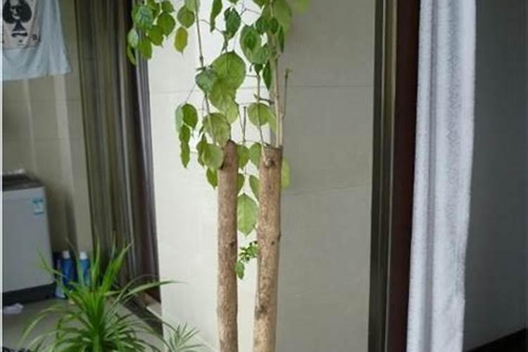 幸福树用什么肥料