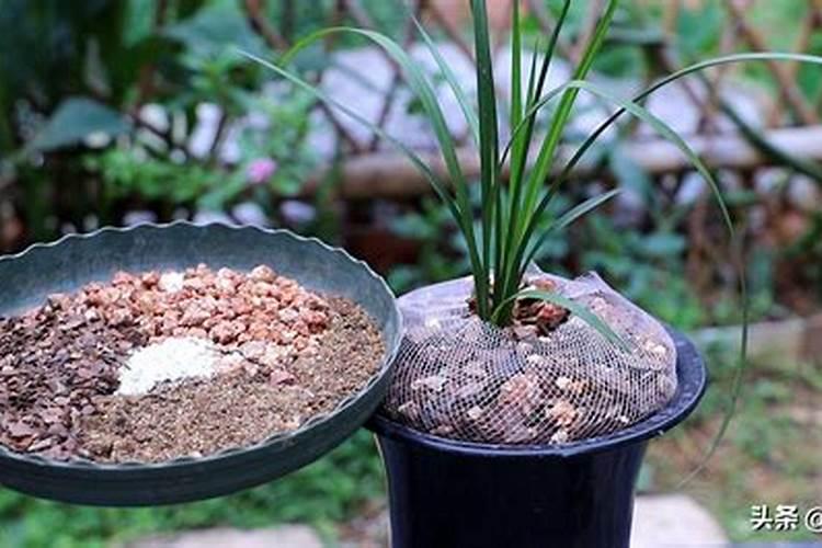 玉米地追施复合肥好还是追施尿素好