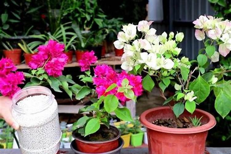 三角梅花期如何浇水施肥