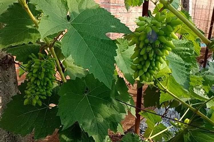 葡萄开花前喷什么叶面肥