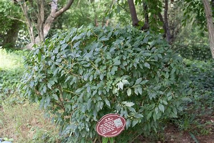 龙船花花谢后还开花吗