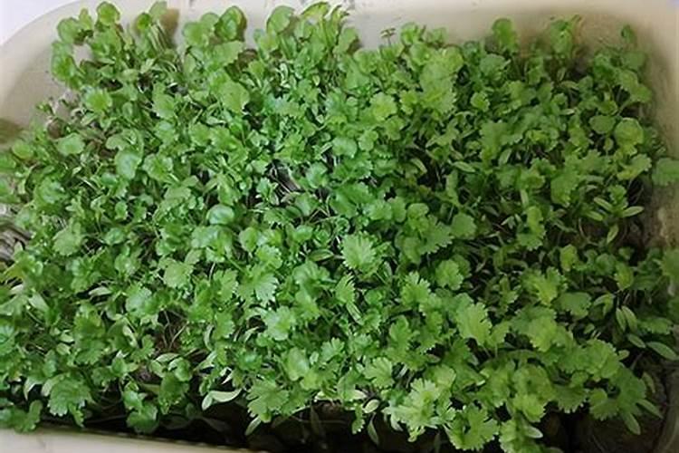 香菜苗什么时候施肥合适