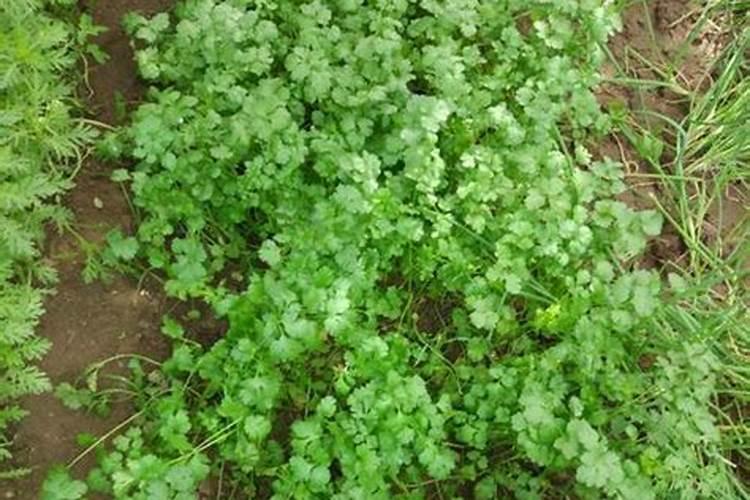 香菜种植技巧 香菜应该怎么施肥