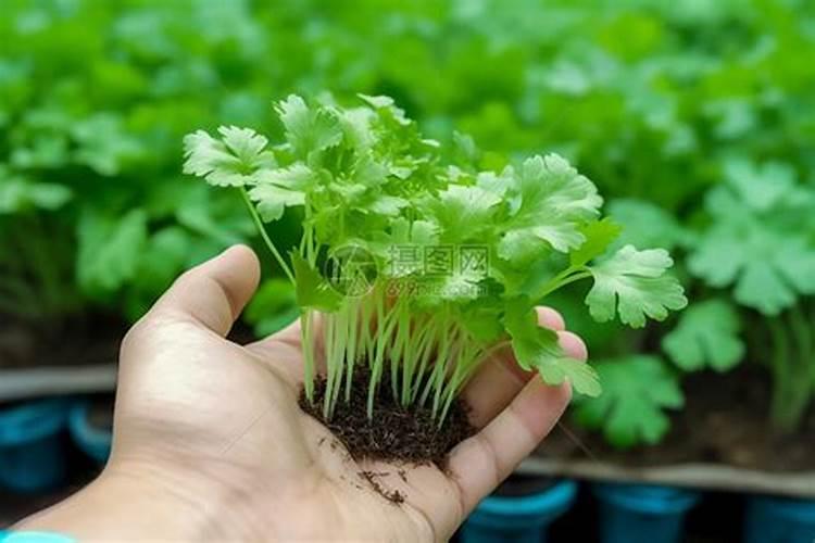 香菜用什么土方法施肥最好