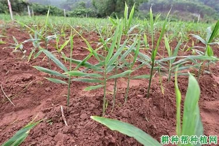 蔬菜水溶肥怎么用？需要注意哪些问题？