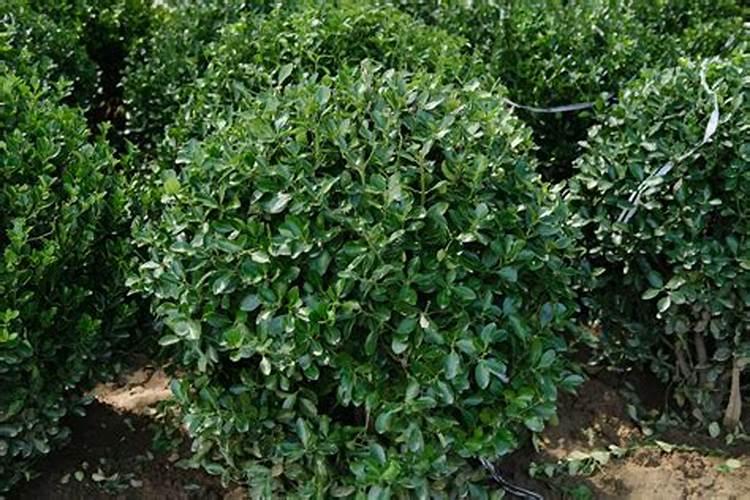 菜瓜种植技术与管理方法