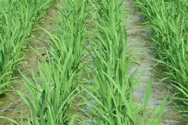 水溶肥特点是什么