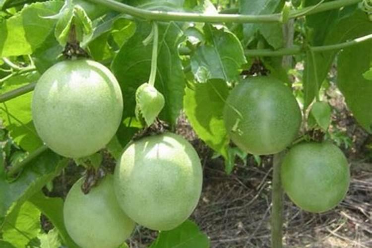 氮肥与氮气是否是同一类物质？