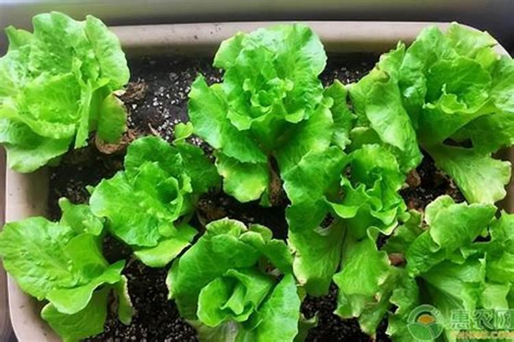 生菜的种植方法和时间