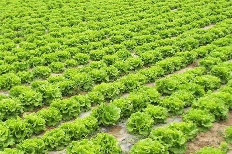 生菜的种植方法和时间