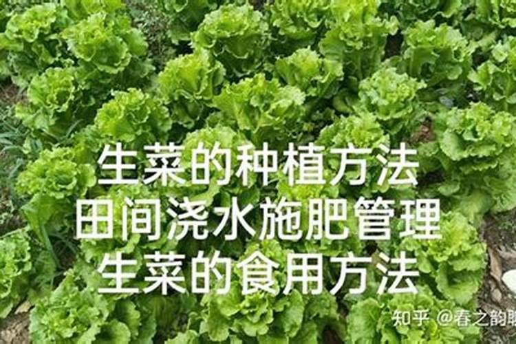 生菜种植时间和方法,四五和七八月种植最好