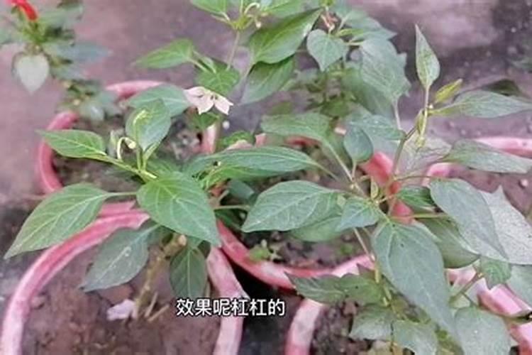 花椒树黄叶病的原因及治疗处理方法