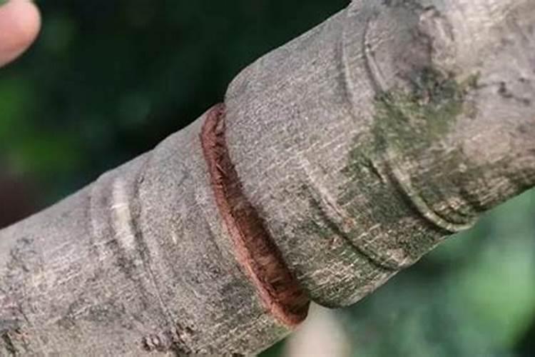 荔枝落果严重怎么补救 落果期用24D喷多少次