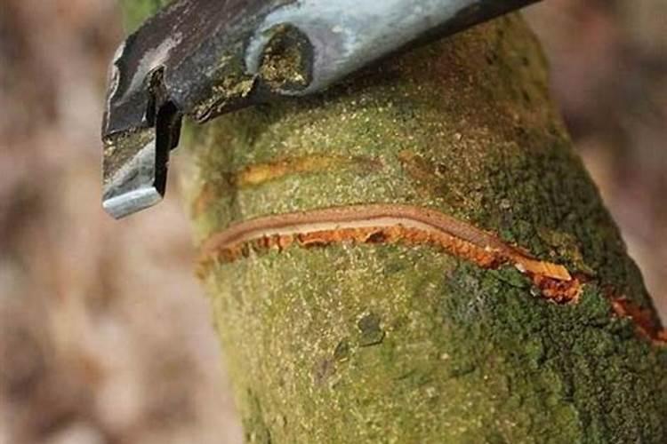 荔枝专用叶面肥什么好？