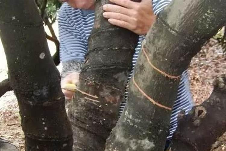 我想问问荔枝专用叶面肥什么好