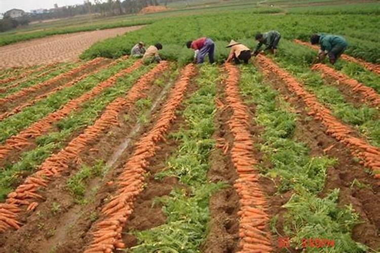 不管种植青萝卜、白萝卜还是红萝卜,肥料这样用,高产又好吃