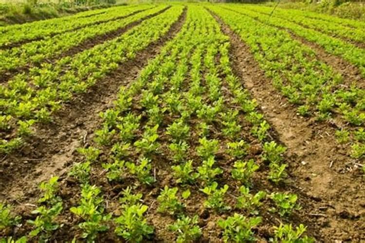 合理的施肥有利于花生生长,花生种植该怎么施肥？