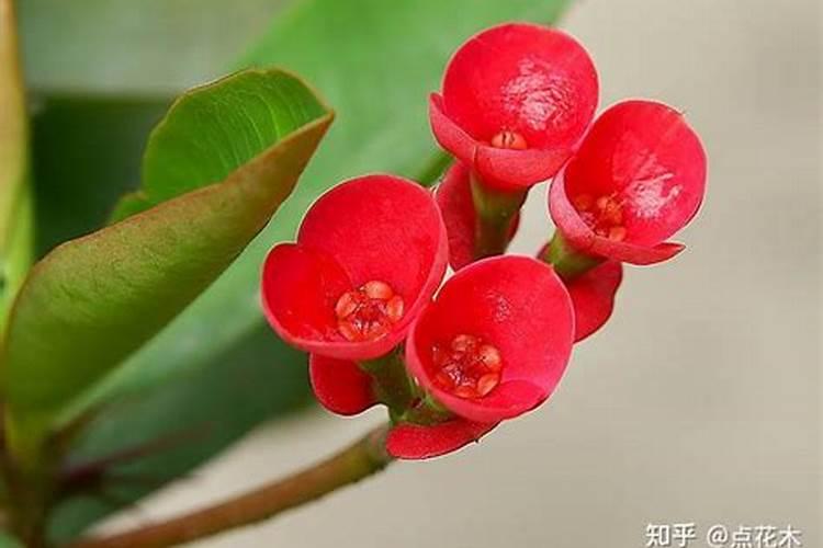 番茄追肥用什么肥料好