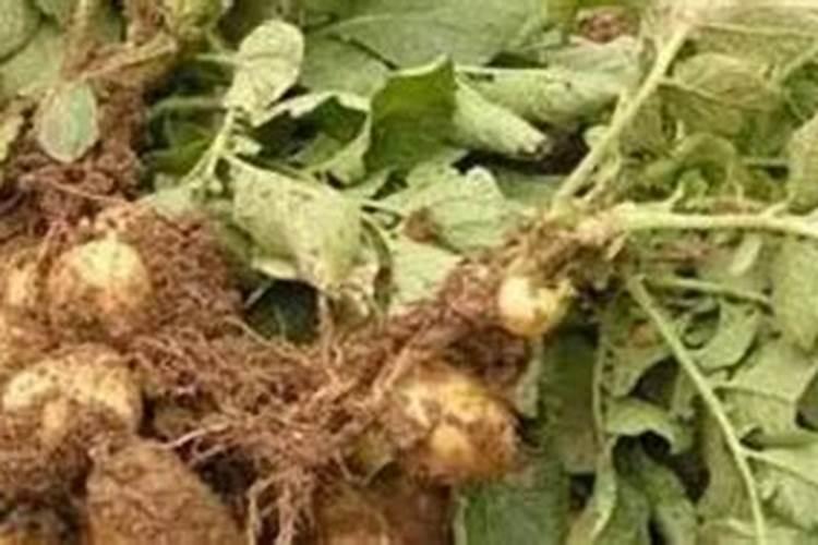 自制兰花肥料最简单