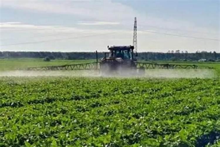 什么肥能促进茶叶树生长